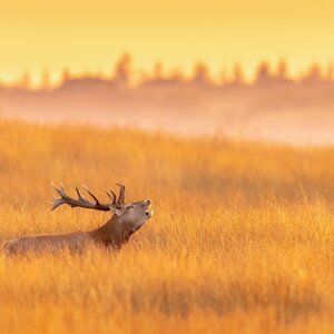 Red deer in rut