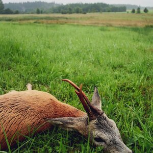 Roe buck in rut