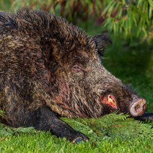 Wild boar in rut