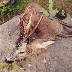 Roe buck in rut