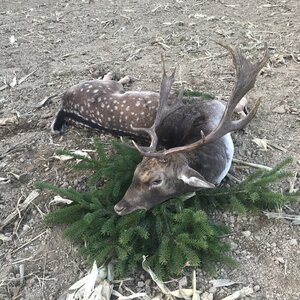 Fallow deer in rut