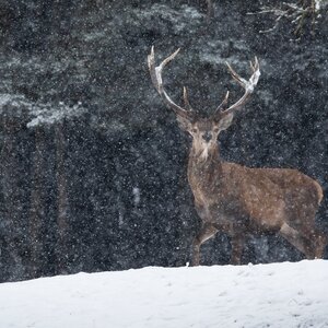 Red deer in winter