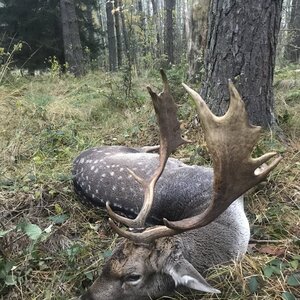 Fallow deer in rut