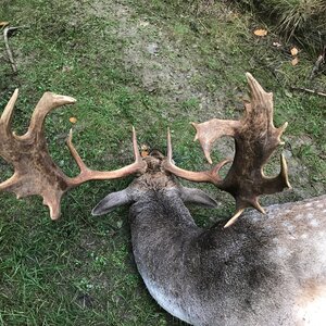 Fallow deer in rut