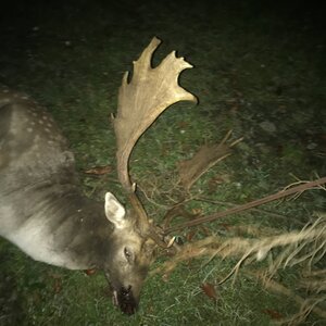 Fallow deer in rut