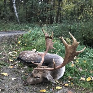 Fallow deer in rut