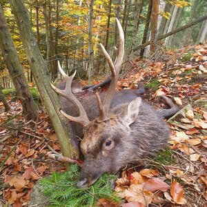 Sika deer in rut