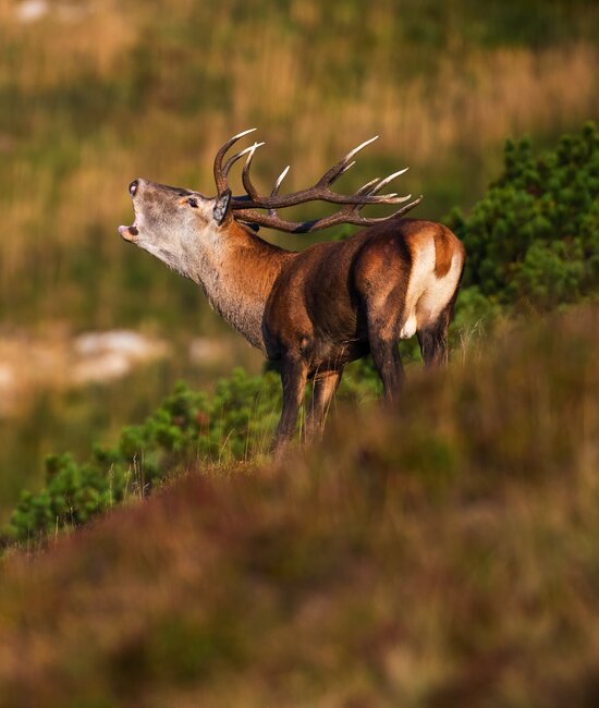 Red deer in rut