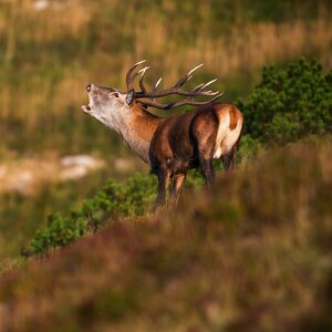 Red deer in rut