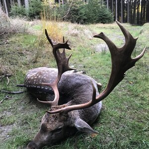 Fallow deer in rut