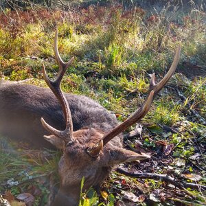 Sika deer in rut