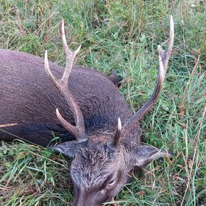 Sikahirsch in Brunft