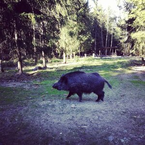 Schwarzwild  an Futterplatz