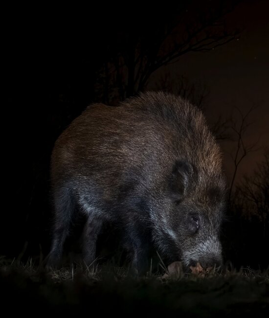 Wild boar in night