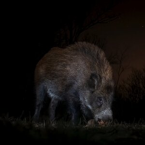 Wild boar in night