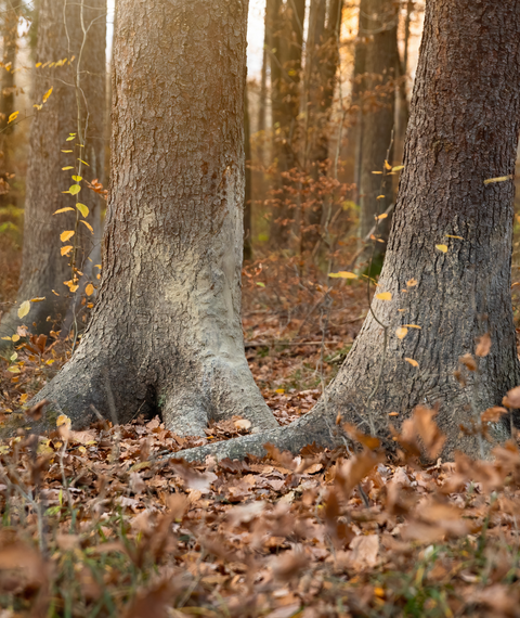 Erkennungsmerkmale von Wildschweinen