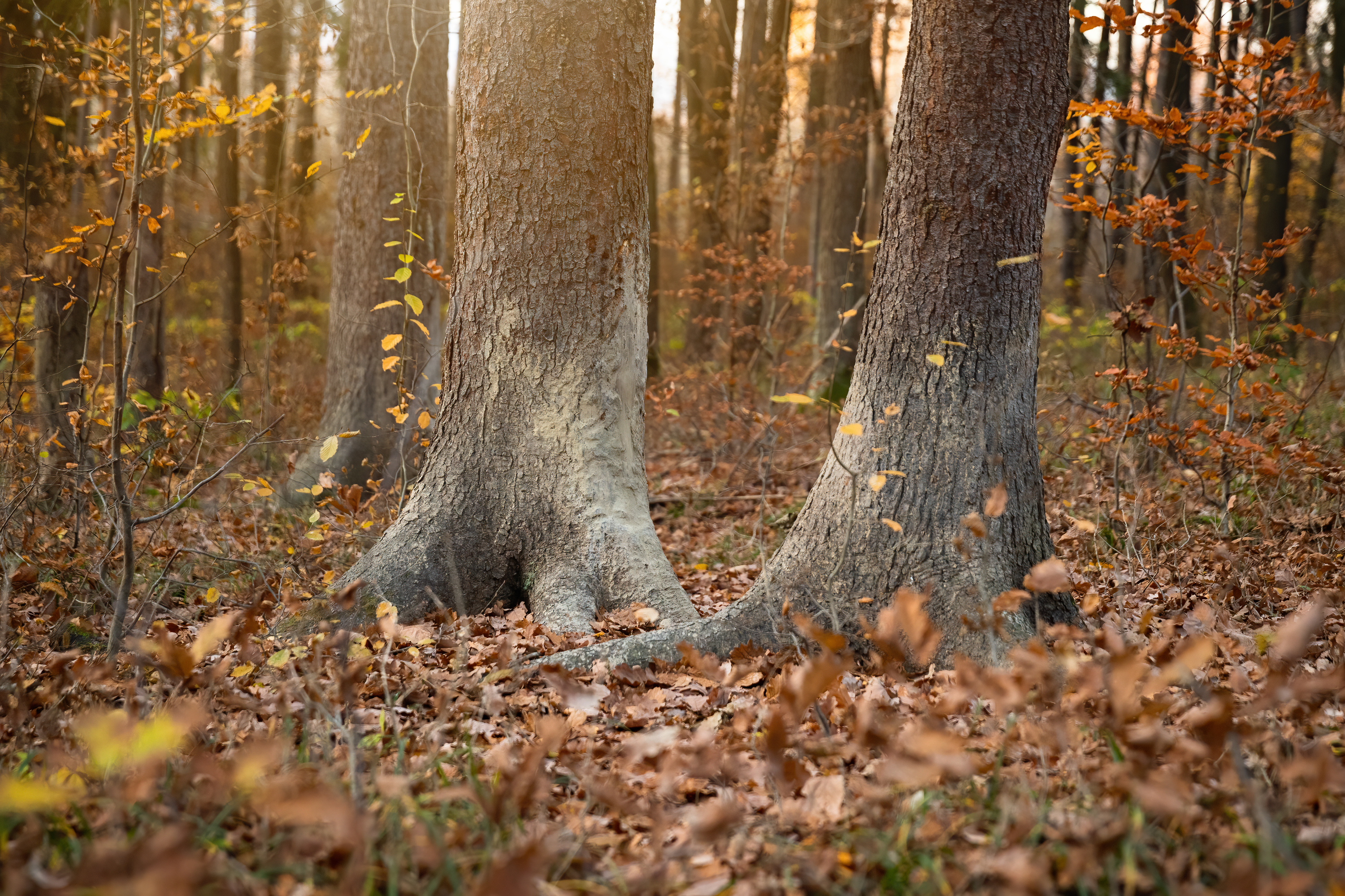 Erkennungsmerkmale von Wildschweinen