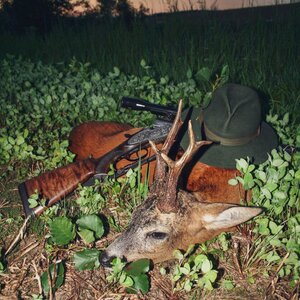 Roe buck in rut