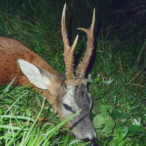 Roe buck in rut