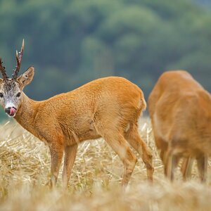 Roe buck in rut