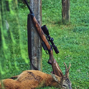 Roe buck in rut