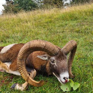 Mouflon in rut