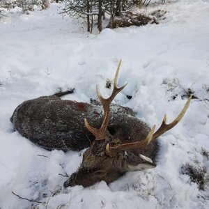 Sika deer in winter