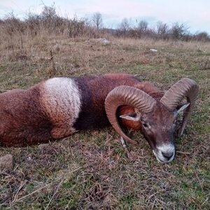 Mouflon in rut