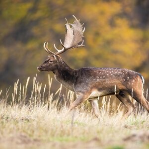 Fallow deer in rut