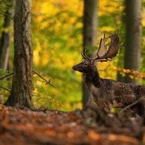 Damhirsch in Brunft