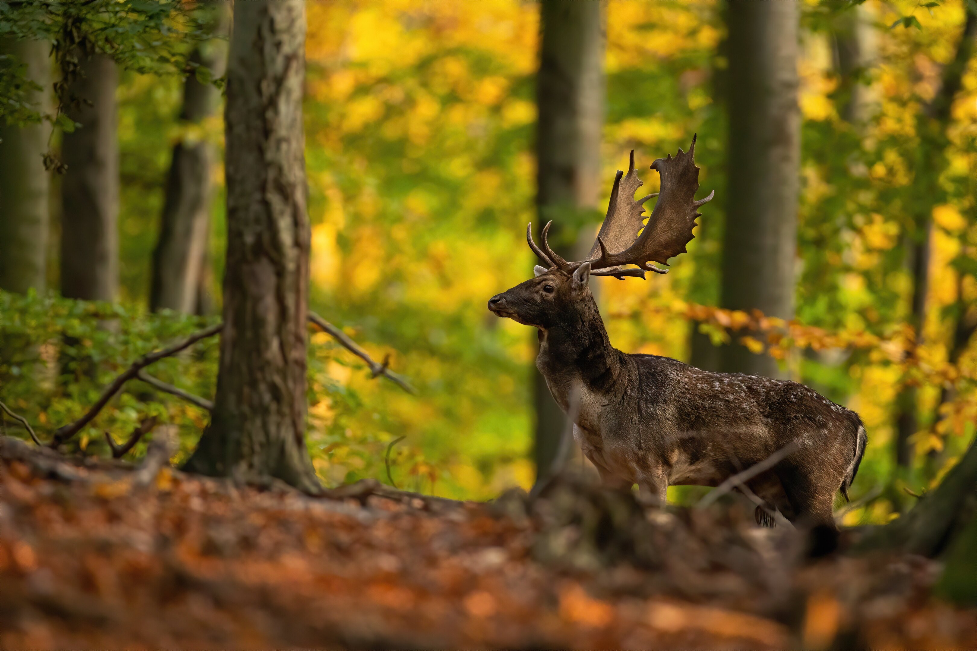 Fallow deer in rut