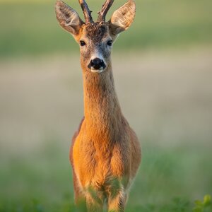 Rehbock im Frühling