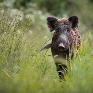 Wild boars in fields