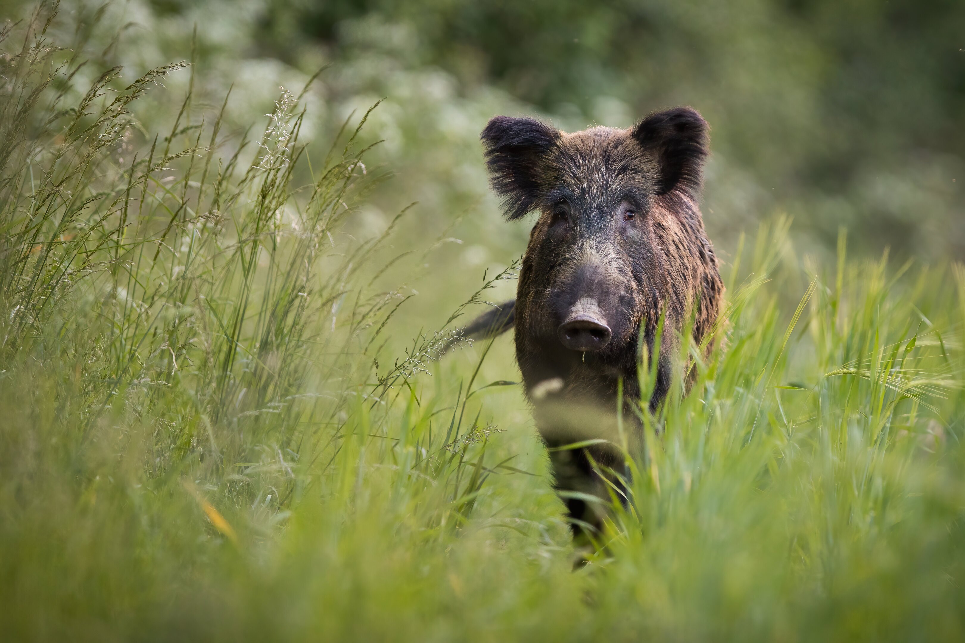 Wild boars in fields