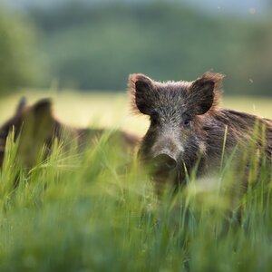 Wild boars in fields