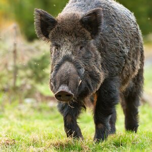 Wild boar at bait sites