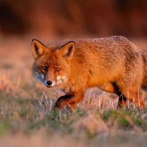 Fox in winter