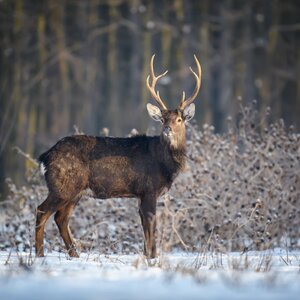 Sika deer in winter