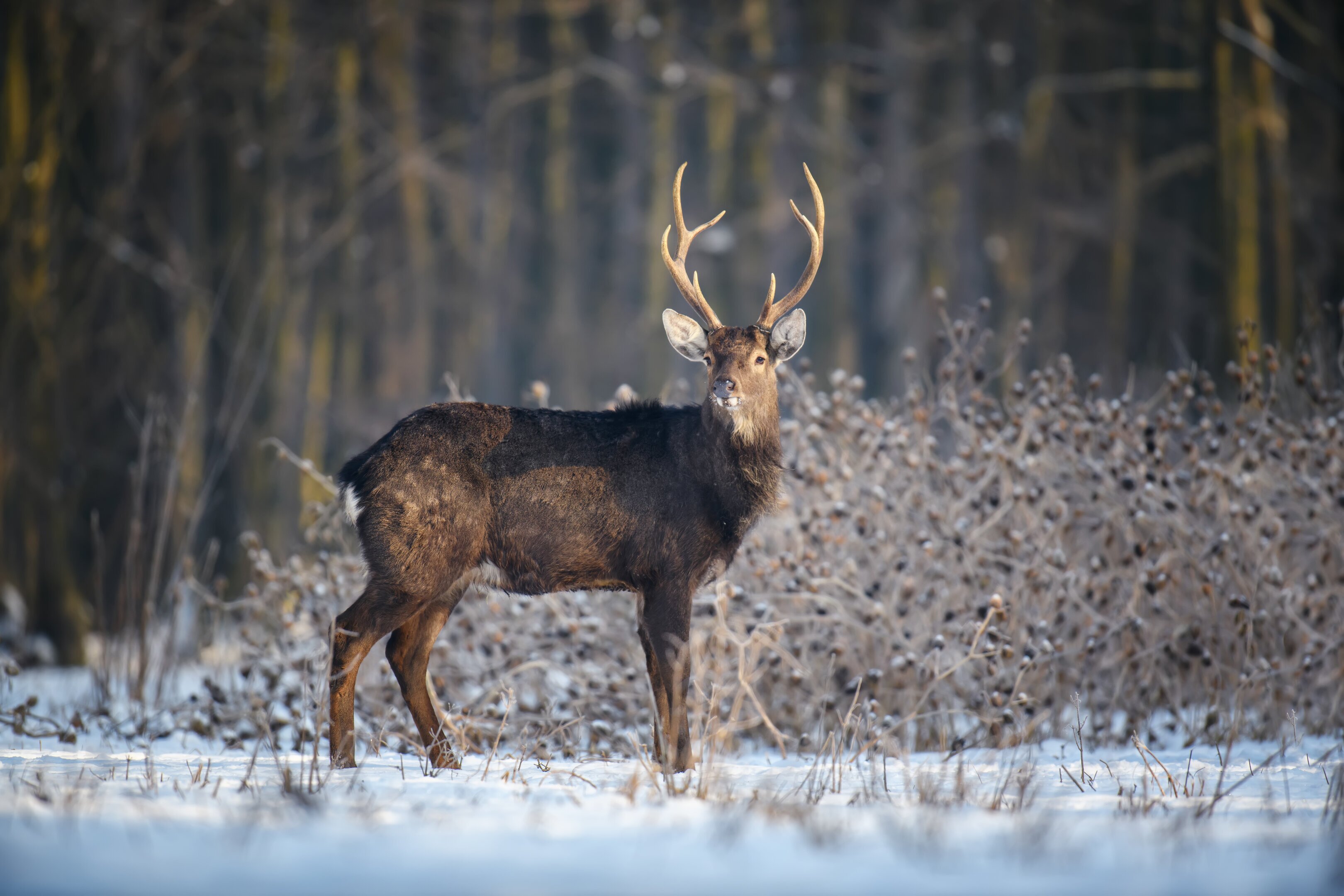 Sikahirsch im Winter