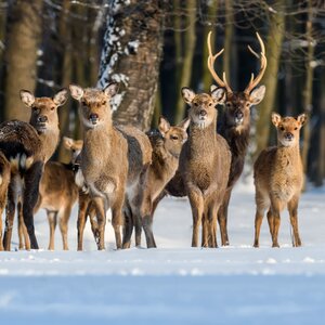 Sikahirsch im Winter