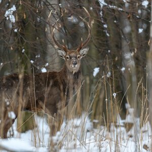 Sika deer in winter