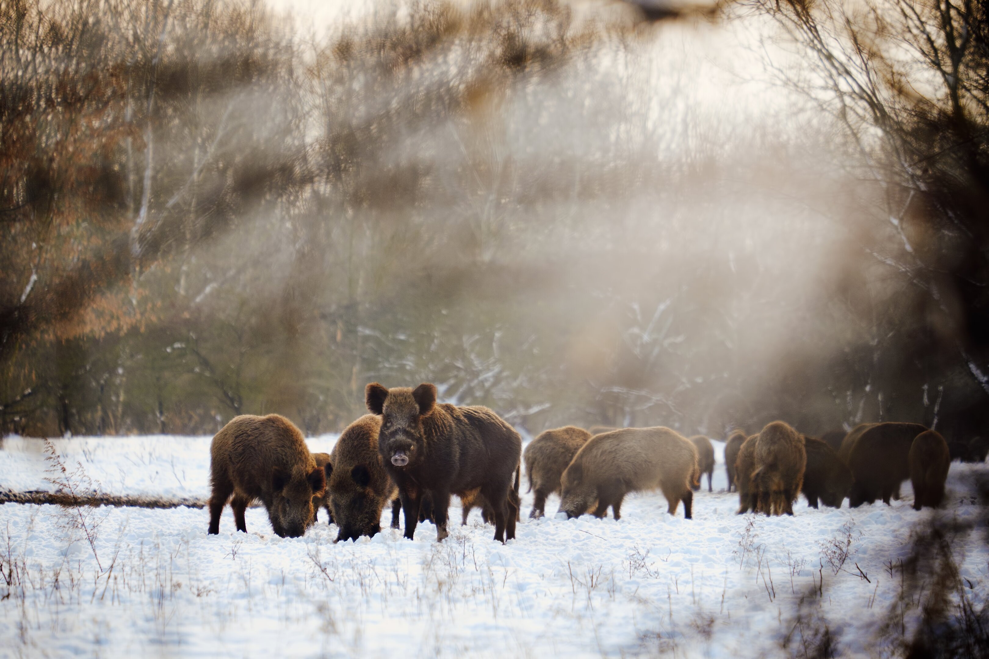 Wild boar in rut