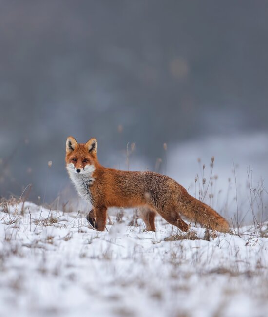 Fox in winter