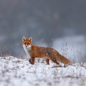 Füchse im Winter