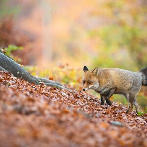 Fox in winter