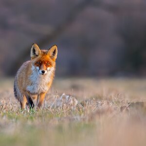 Fox in winter