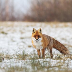 Fox in winter