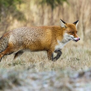 Fox in winter