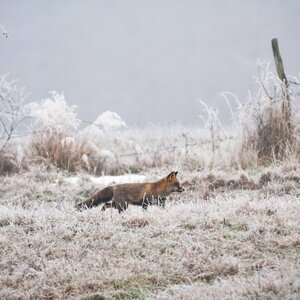 Füchse im Winter