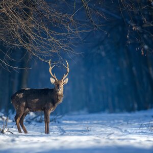 Sikahirsch im Winter